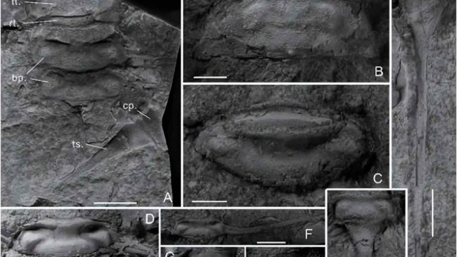   Hallan en China un fósil de artrópodo que cambiaría el origen de la colonización terrestre 