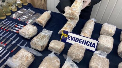  PDI incautó 68 kilos de hongos alucinógenos en San Carlos  