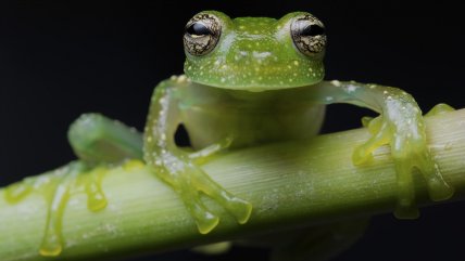   Descubren una nueva especie de rana de cristal en Ecuador 