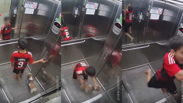 Video Niño salva a perrita de morir ahorcada en ascensor Cooperativa cl