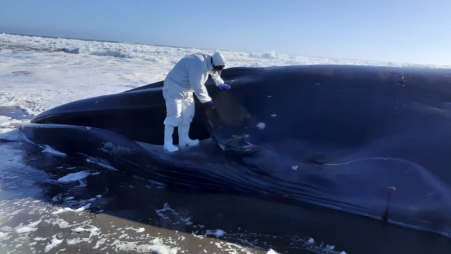  Sernapesca realizó amplio despliegue por varamiento de ballena en Huentelauquén  
