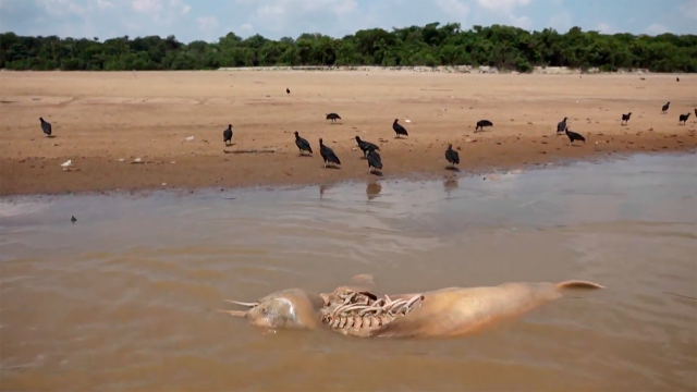 Video Sequ A Deja M S De Un Centenar De Delfines Muertos En El R O