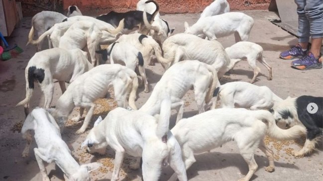   PDI rescató 40 perros que estaban hacinados y desnutridos en Antofagasta 