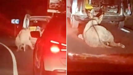   Conductor ató un burro a su vehículo, lo tironeó y arrastró por kilómetros 