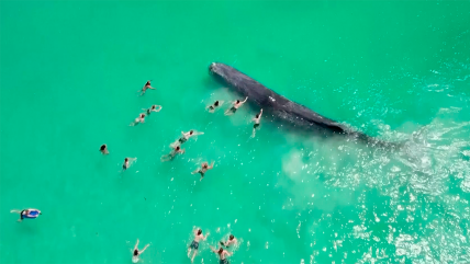   Muere ballena que interactuó con decenas de bañistas: Posible estrés 