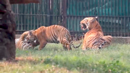   Cachorros de tigre de Bengala fueron presentados en zoológico de Nueva Delhi 