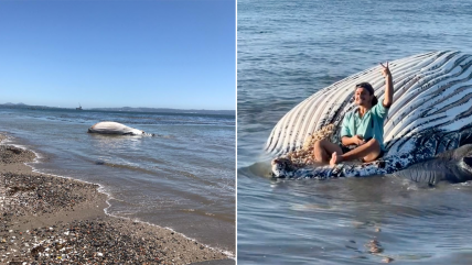   Desubicado se fotografió sobre ballena jorobada muerta en Penco 