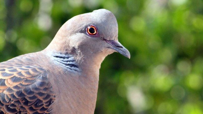  Confirman brotes de enfermedad de Newcastle, que afecta a aves, en la RM y Valparaíso  