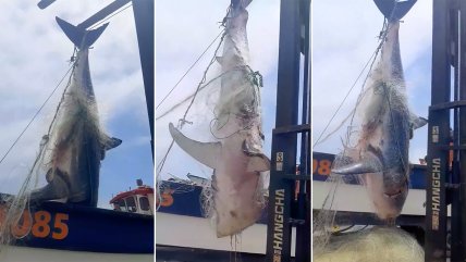   Sernapesca evaluará infracciones tras caza de tiburón de 360 kilos 