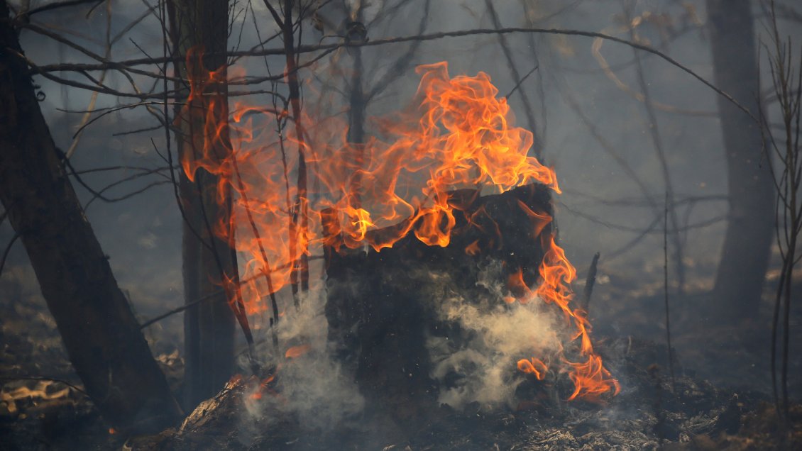 Hay Incendios Forestales Activos En La Araucan A Cooperativa Cl