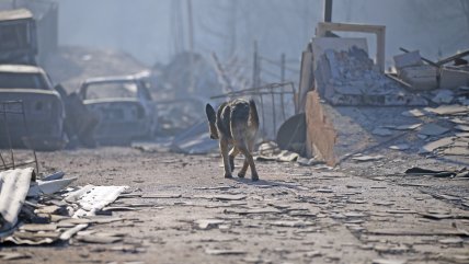  Cómo ayudar a los animales afectados por los incendios forestales en la Región de Valparaíso  