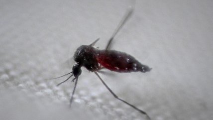  Emergencia sanitaria en Río de Janeiro: Ya superó los casos de dengue de 2023  