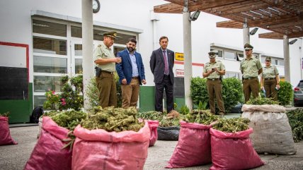   Vicuña: Incautan más de 4.000 plantas de marihuana, armas y municiones 