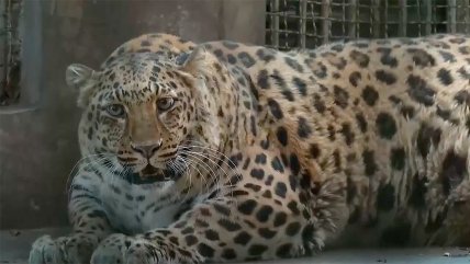   Leopardo con sobrepeso es puesto a dieta en zoológico de China 