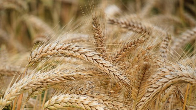  SNA envió propuestas al Gobierno para amortiguar caída en el precio del trigo  