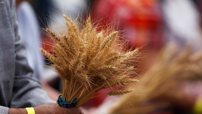   Gobierno anunció nueva versión del crédito Siembra por Chile en medio de la crisis del trigo 