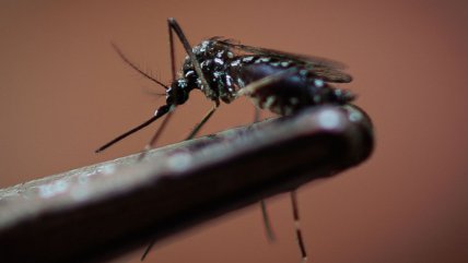   Cómo prevenir el dengue: 