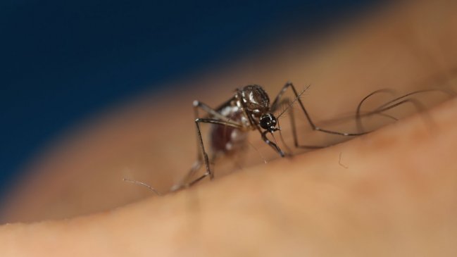   Reportan tres casos de dengue en la Región del Maule 