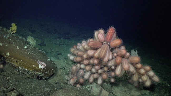   Descubren más de 50 nuevas especies submarinas en las costas de Chile 