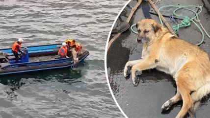   Marinos rusos rescataron a un perro ciego que nadaba desorientado en Talcahuano 