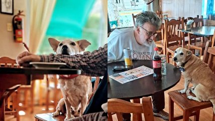   Tierno perrito acompaña a clientes que van solos a bar de Argentina 