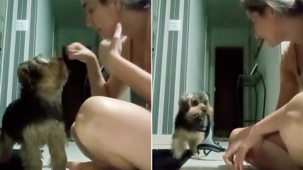  Perrito aprendió lengua de señas por su dueña  