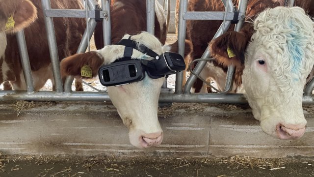 Granjero turco pone lentes de realidad virtual a sus vacas para que crean que están al aire libre