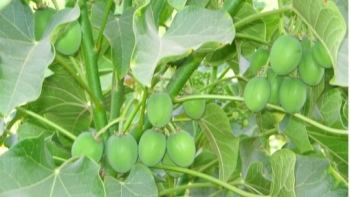 Minagri impulsa proyecto de cultivo de Jatropha para producir biodiesel en Chile