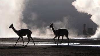 Director de SAG Antofagasta denunció fuga de vicuñas por exploraciones en El Tatio