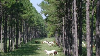 Trabajadores forestales decidieron continuar con la paralización