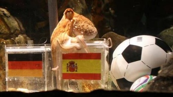 Rabino israelí cuestionó al pulpo Paul: 