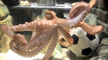 El mítico pulpo Paul murió este martes en Alemania