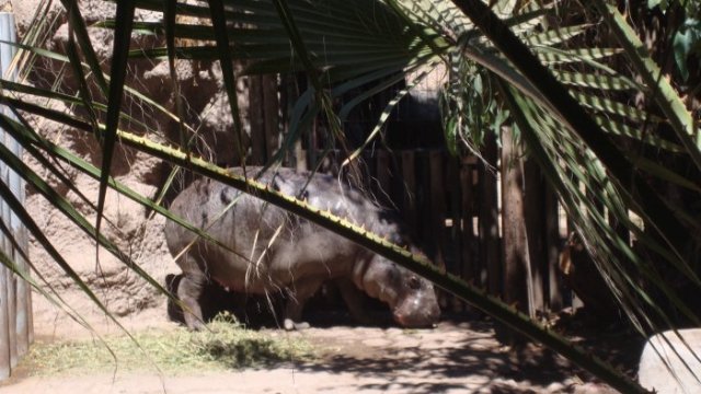 Moto Moto, el emblemático hipopótamo pigmeo de Buin Zoo fue donado a Japón  