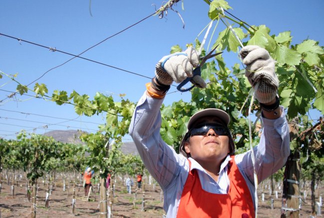 Día de las Temporeras: Trabajadoras acusaron desprotección laboral