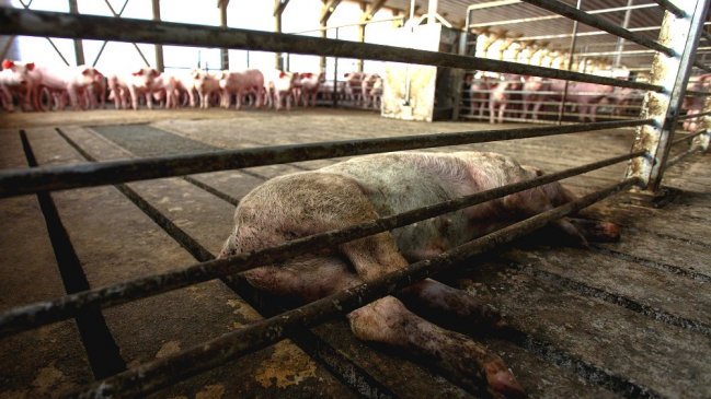 Autoridad ambiental endureció normas para planta de Agrosuper en Freirina