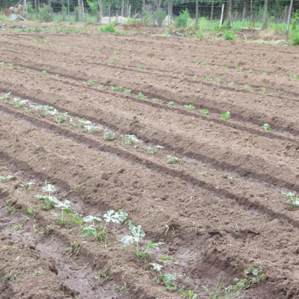 Agricultores claman por uso razonable del agua en el Maule