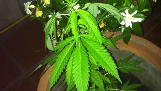 Legisladora argentina desata polémica al mostrar planta de marihuana en Twitter