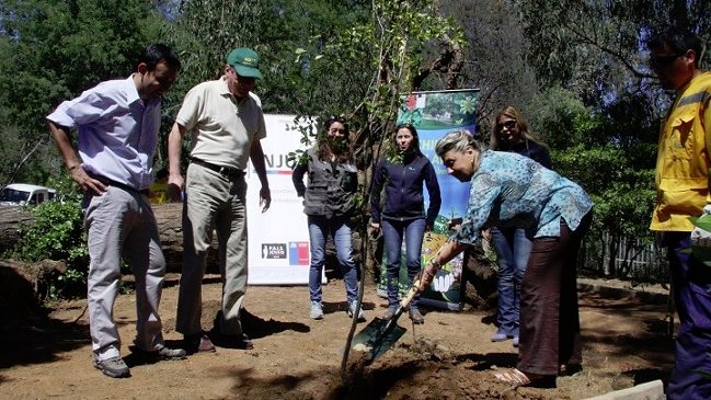 Comenzó la reforestación de la Quinta Vergara con plantación de 200 árboles
