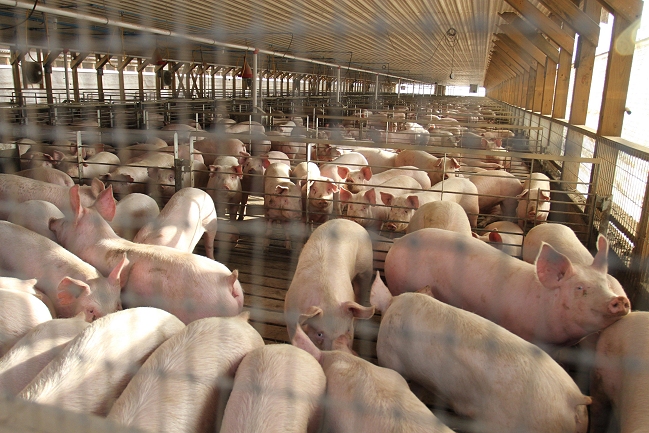 Senadora Allende: Sin garantías la planta Agrosuper de Freirina debe cerrar