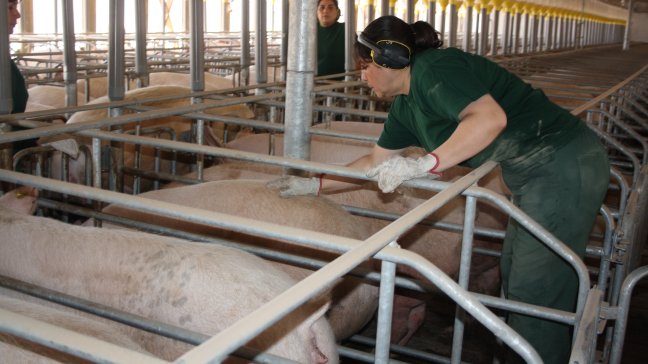 Agrosuper aseguró inocuidad de productos para consumo humano
