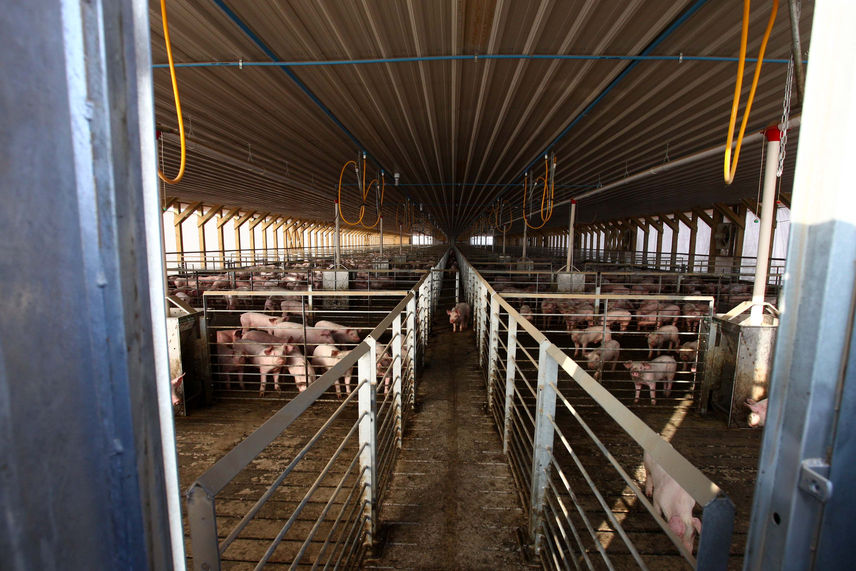 Vecinos de Freirina se dividen ante reapertura de planta Agrosuper