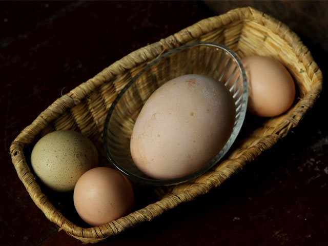 Utilizan huevos de gallina para proceso de creación de vacunas contra la gripe