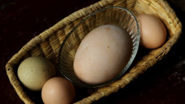 Utilizan huevos de gallina para proceso de creación de vacunas contra la gripe