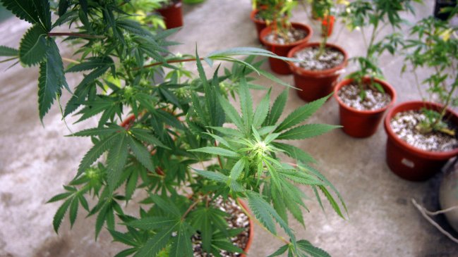 Amsterdam prohibió la marihuana en escuelas, pero no a los turistas