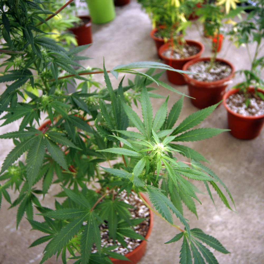 Amsterdam prohibió la marihuana en escuelas, pero no a los turistas