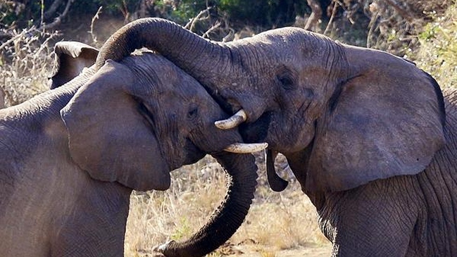 Elefantes sobreviven al congelamiento bebiendo vodka