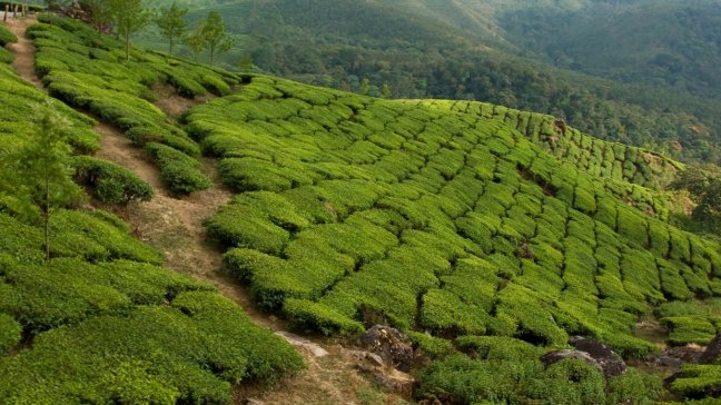Trabajadores del té quemaron a su patrón y a su esposa en el noreste de la India