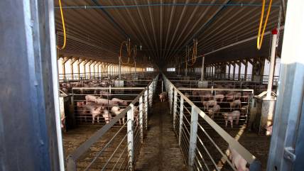 Directorio de Agrosuper ratificó cierre indefinido de planta en Freirina