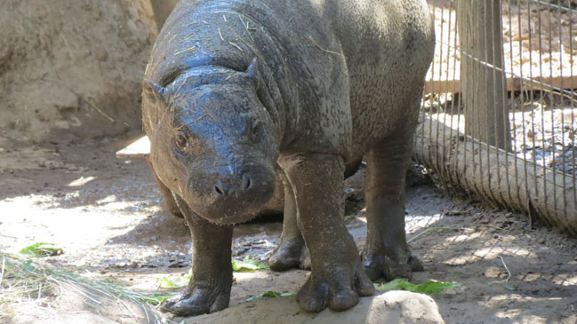 Buin Zoo recibió oferta por hipopótamo nacido en cautiverio