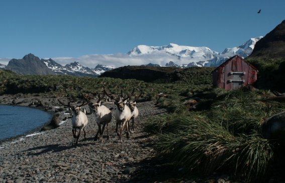 Londres aseguró que habitantes de las Malvinas prefieren ser británicos